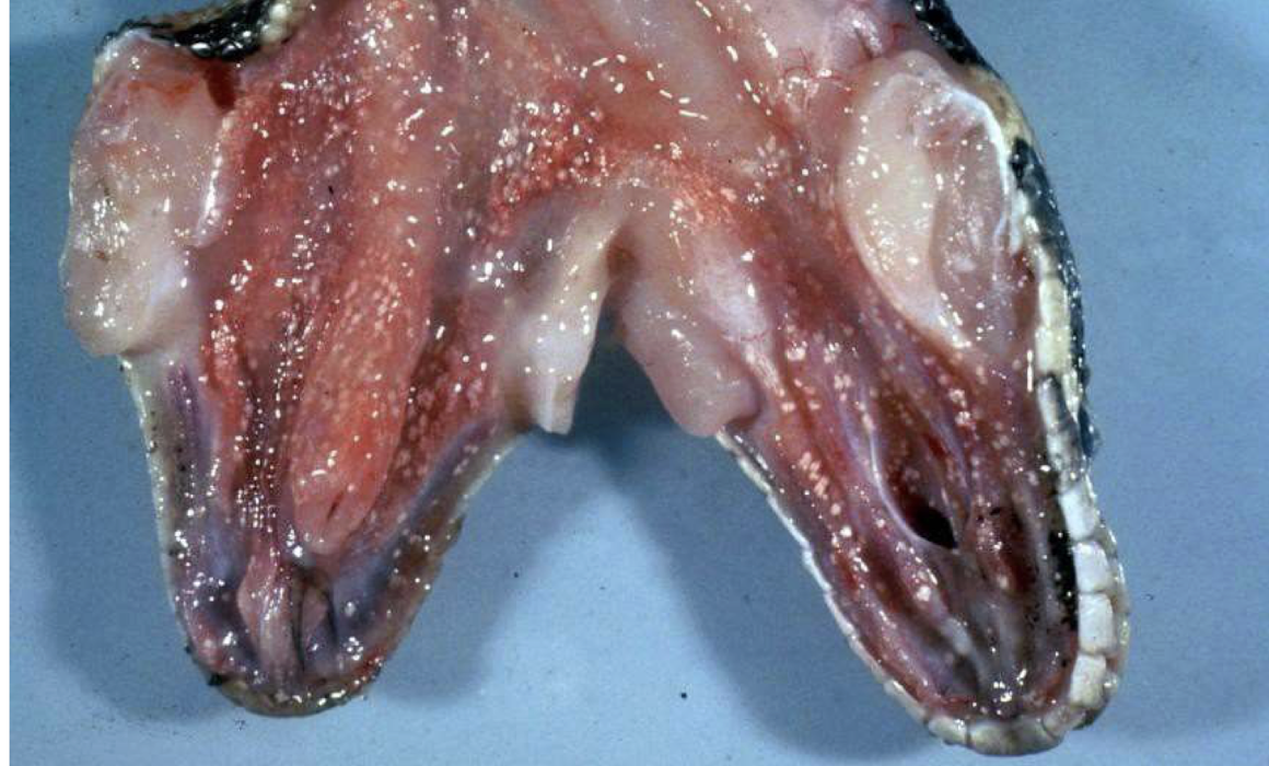 <p>What is this snake suffering from?</p>