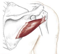 <p>what muscle is this </p>