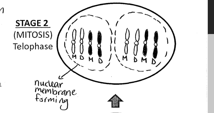 <p>telophase and cytokinesis happen at the same time </p><p>the sister chromatids have official split apart </p><p>New nuclear membranes are now forming around the separated chromosomes </p>