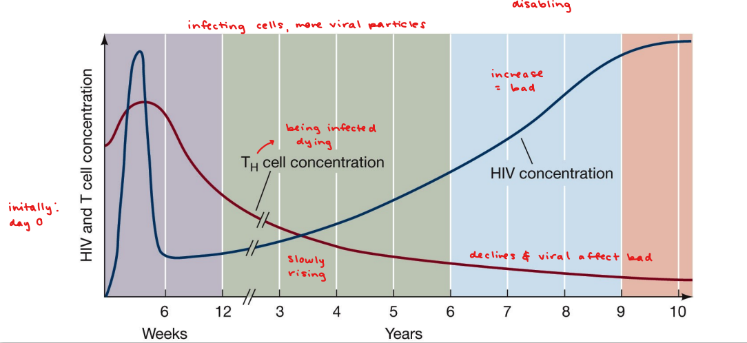<p>human immunodeficiency virus</p><p>causes AIDS</p><p>infect macrophages (integrates viral DNA into host DNA)</p><p>production, assembly, exit - doesn’t hurt macrophages</p><p>eventual mutation of HIV coat protein (gp120) </p><p>makes virus able to infect T<sub>H</sub> cells - exiting kills T<sub>H </sub>cell</p>