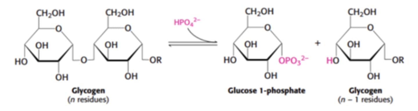 <p>alpha-1,4 glycosidic bond</p>