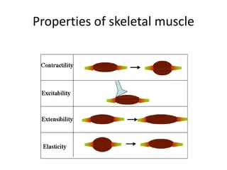 <p>4 Special Function Properties of Skeletal Muscle</p>