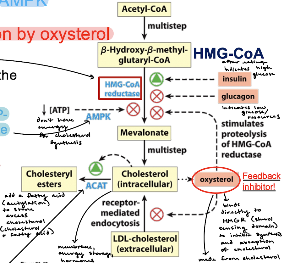 <p>Oxysterol is a feedback inhibitor derived from cholesterol. Oxysterol binds directly to the sterol-sensing domain on HMGR to inhibit the synthesis and absorption of cholesterol. Oxysterol stimulates proteolysis of HMG-CoA reductase.</p>