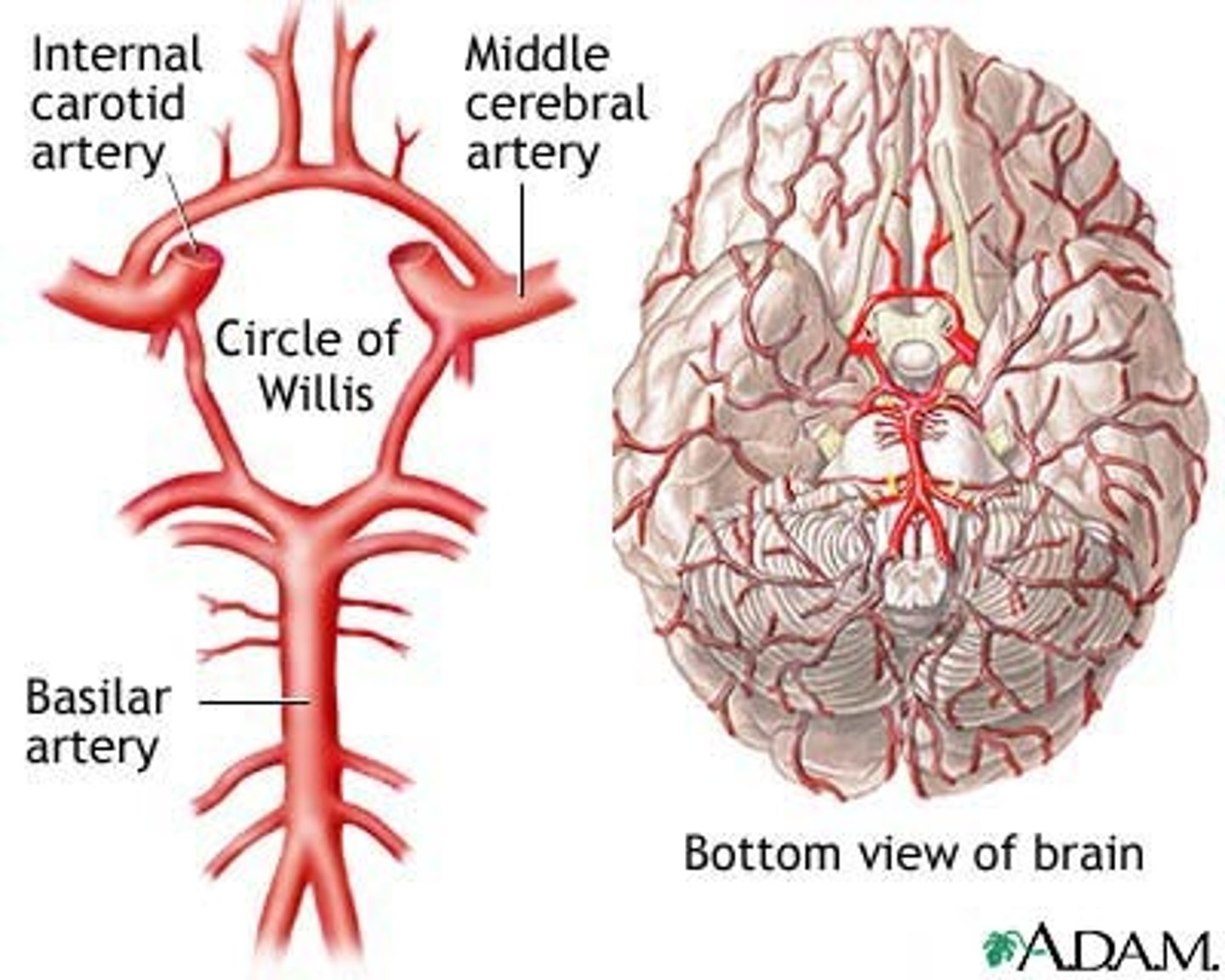 <p>- aka cerebral arterial circle</p><p>- provides alternative vascular pathways if one of the major vessels is blocked</p>