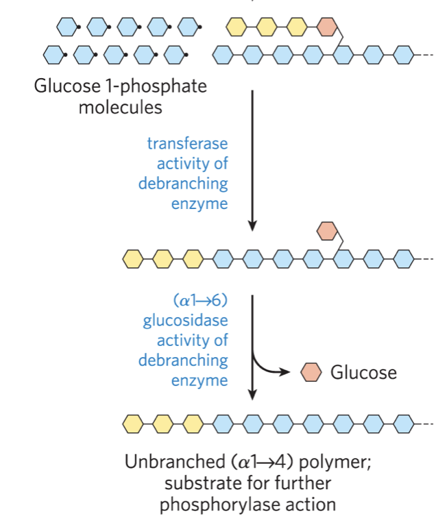 <ul><li><p>phosphorylase releases <strong>glucose-1-phosphate </strong>at non-reducing end until <strong>4 residues away</strong> from branch</p></li><li><p>phosphoglucomutase isomerizes <strong>glucose-1-phosphate into glucose-6-phosphate</strong></p></li><li><p>Debranching enzyme <strong>transferase branch onto main chain</strong> and <strong>exhibits glucosidase activity</strong></p></li></ul><p></p>