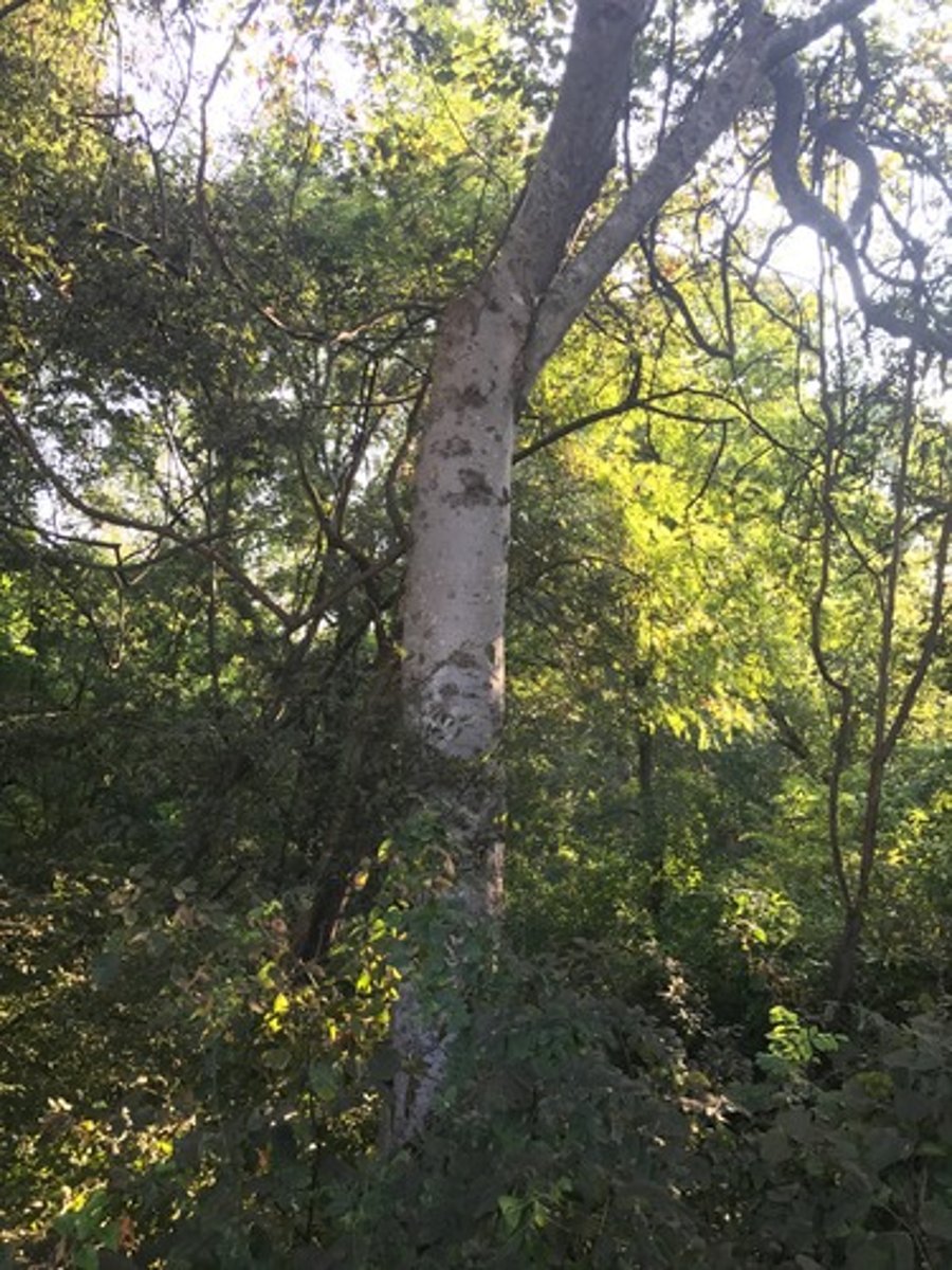 <p>Has insects that eat sap and poop sugar; wart bark</p>
