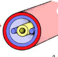 <p>in between having and not having a coelom</p>