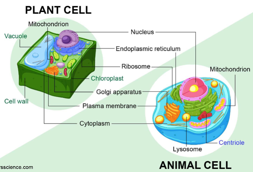 <ul><li><p>Vacuoles</p></li><li><p>Chloroplast </p></li><li><p>Cell walls</p></li><li><p>Mitochondrion</p></li><li><p>Golgi apparatus</p></li><li><p>Plasma membrane</p></li><li><p>Cytoplasm</p></li><li><p>Nucleus</p></li><li><p>Endoplasmic reticulum </p></li><li><p>Ribosome </p></li></ul><p></p>