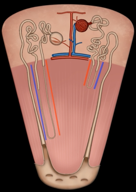 <p>blue’s function </p>