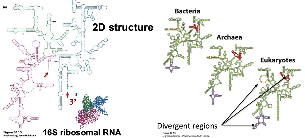 <p>Specific 3D structure with extensive intrachain base pairs. The shape of rRNAs are highly conserved.</p>