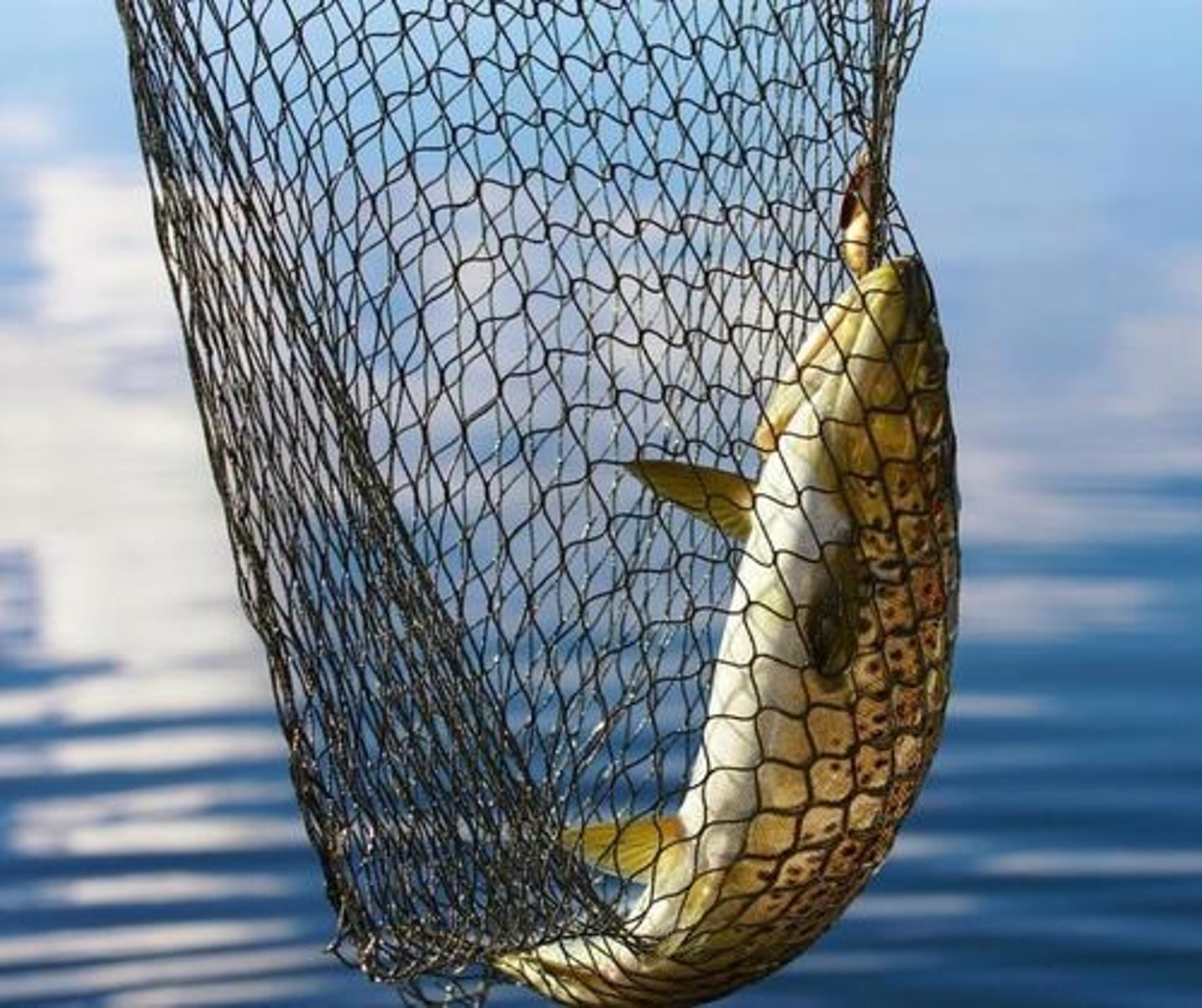 <p>Net mesh size can be set so that fish below a certain size can escape</p>