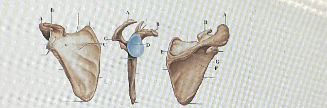 <p>in the figure above letter ___ is the acromion and letter ___ is the supraspinous fossa</p>