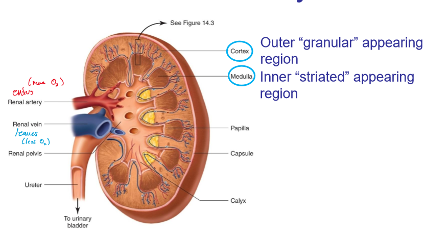 <p>renal vein</p>