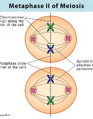 <p>chromosomes line up in a row&nbsp;single file</p>