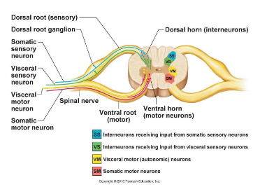<p>Ventral horn.</p>