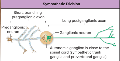 <ul><li><p>thoracolumbar division</p></li><li><p>preganglionic neurons in lateral horns of T1-L2</p></li><li><p><strong>pre </strong>neurons are <strong>short with many branches</strong> and <strong>post </strong>are <strong>long</strong></p></li><li><p>ganglia close to spinal cord</p></li></ul><p></p><p><strong>short pre axons with many branches = significant neuronal divergence and activation of many effectors simultaneously</strong></p><p></p>