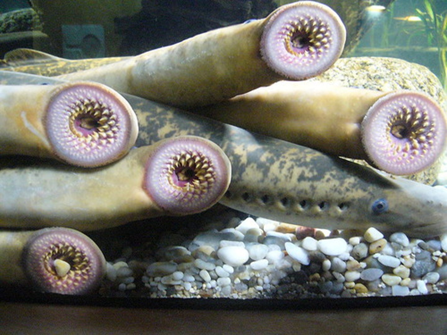 <p>lampreys</p>