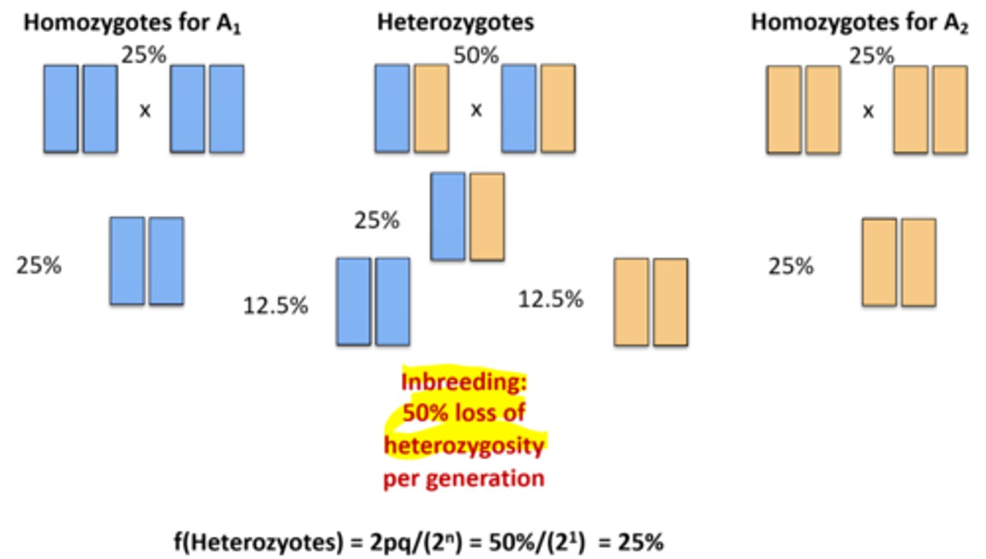 <p>Selfing is the strongest form of inbreeding in which an organism fertilizes itselfe. This leads to a reduction of heterozygosity of 50% each generation.</p><p>f(Heterozygotes) = 2pq/2ⁿ</p>