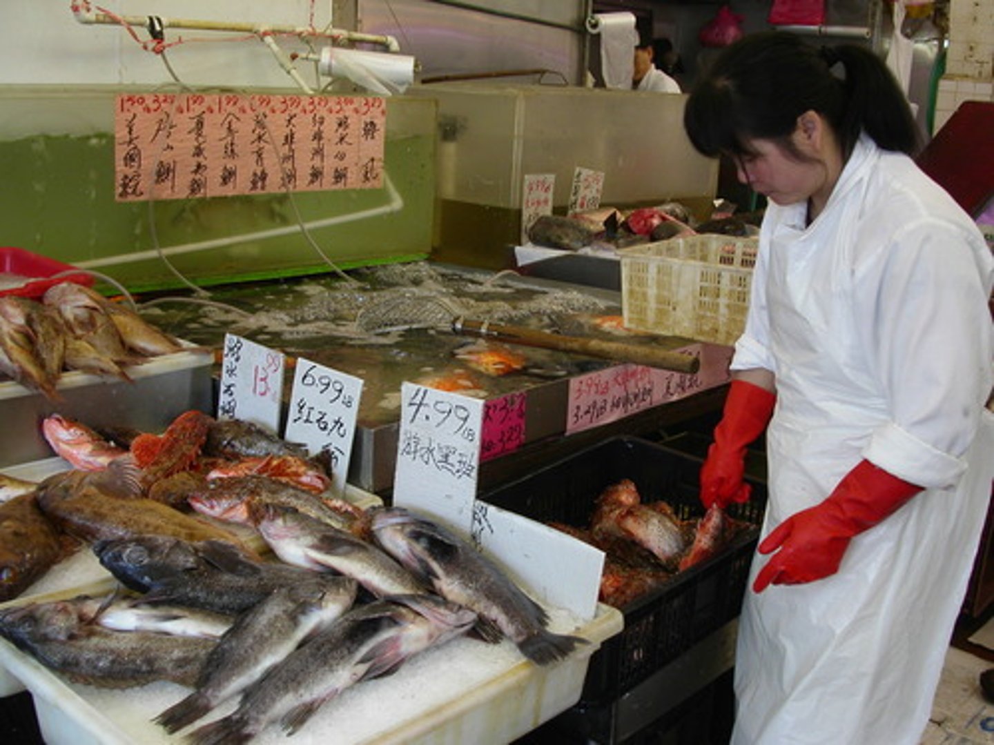 <p>the fish merchant</p>