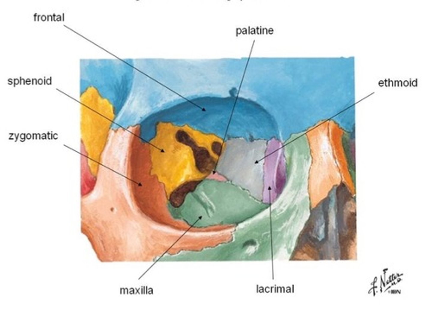 <p>- Frontal</p><p>- Lacrimal</p><p>- Sphenoid</p><p>- Ethmoid</p><p>- Maxillary</p><p>- Zygomatic</p><p>- Palatine</p>