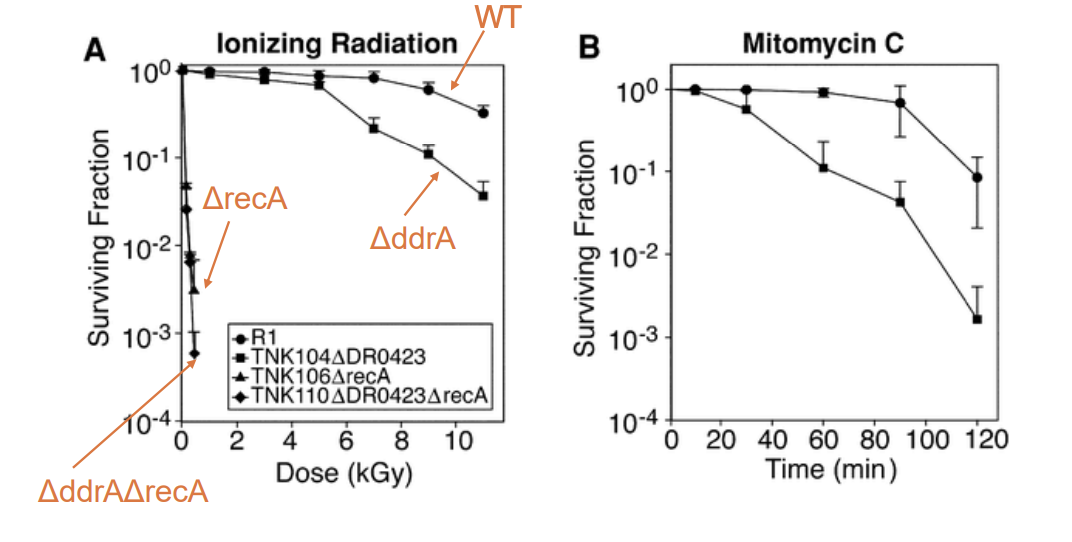 <p>How does D. radiodurans survive such high levels of radiation??</p><ul><li><p> Using microarrays, Harris et al identified a single open reading frame whose expression was induced ~2-fold following treatment of D. radiodurans with ionizing radiation </p></li><li><p>Expression of RecA, another DNA repair protein, was only increased 1.5-fold under the same conditions </p></li><li><p>Deletion of this ORF (renamed ___) resulted in increased sensitivity to ionizing radiation</p></li><li><p>Deletion of_______ results in increased sensitivity to DNA damage</p></li></ul><p></p><p>____ protects single stranded 3’ ends from endonuclease activity </p><p></p>