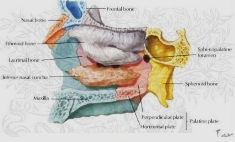 <ul><li><p>horizontal plate (hard palate)</p></li><li><p>perpendicular plate (walls of the nasal and orbital cavities)</p></li></ul><p></p>