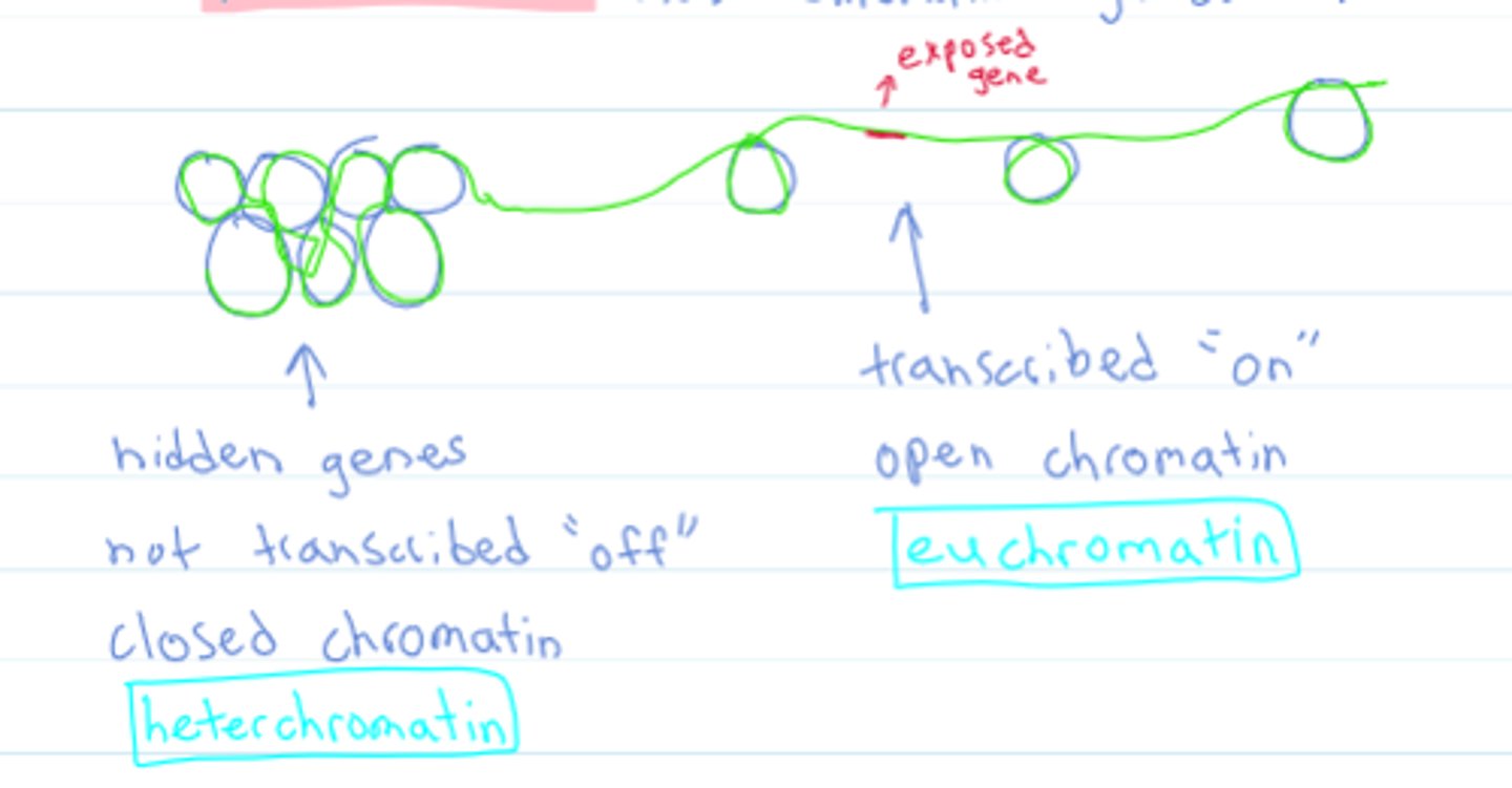 <p>the structure of chromatin can be regulated. More open or "relaxed" makes a gene more available for transcription.</p><p>-Euchromatin</p><p>-Heterochromatin</p>