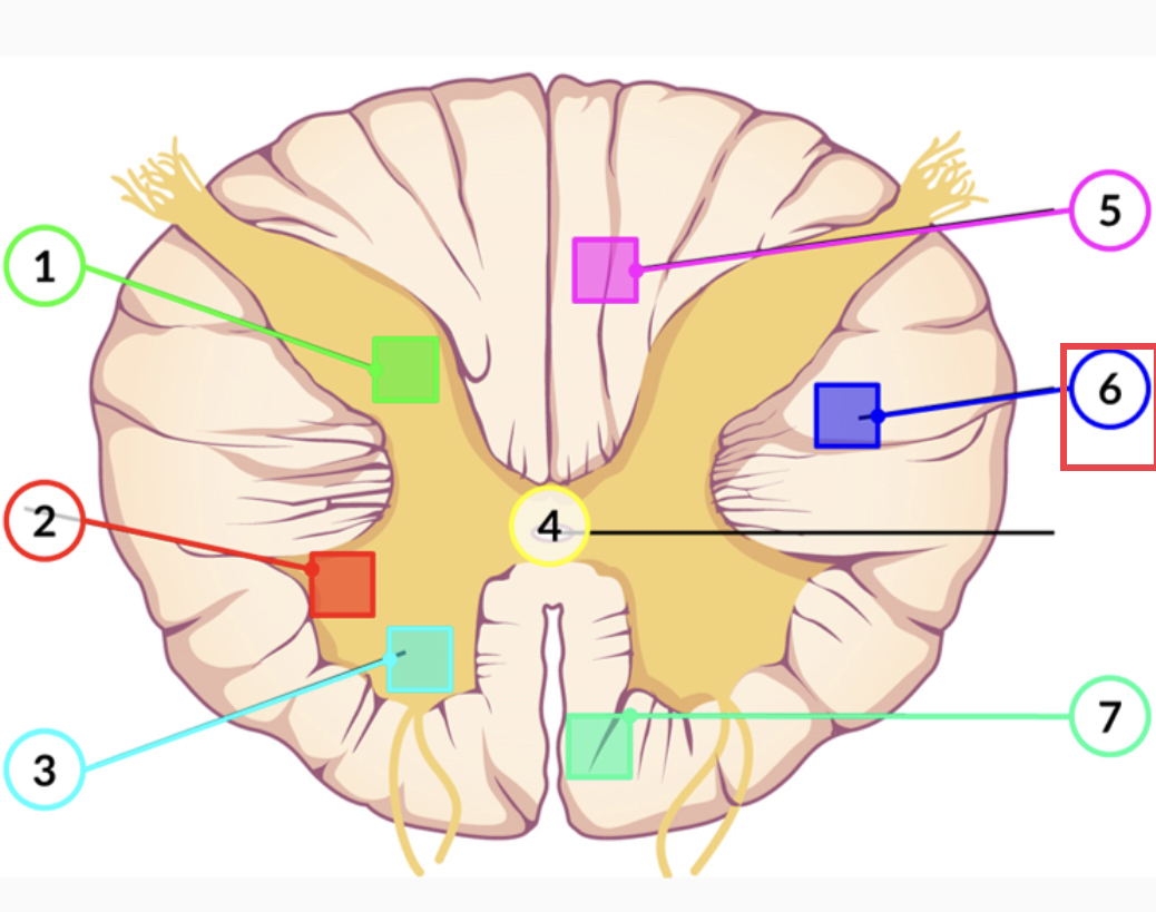 white matter of the spinal cord between the posterior horn on one side and the axons from the anterior horn on the same side; composed of many different groups of axons, of both ascending and descending tracts, carrying motor commands to and from the brain