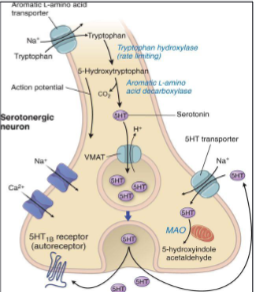 <p><span style="font-size: calc(var(--scale-factor)*24.02px)">Synthesised from tryptophan</span><span><br></span><span style="font-size: calc(var(--scale-factor)*24.02px)">• VMAT transport 5-HT</span><span><br></span><span style="font-size: calc(var(--scale-factor)*24.05px)">METABOLIC PATHWAY</span><span><br></span><span style="font-size: calc(var(--scale-factor)*24.02px)">• 5-HT transporter (SERT)</span><span><br></span><span style="font-size: calc(var(--scale-factor)*24.02px)">• Cytoplasmic 5-HT</span><span><br></span><span style="font-size: calc(var(--scale-factor)*24.05px)">VMAT</span><span><br></span><span style="font-size: calc(var(--scale-factor)*24.05px)">monoamine oxidase (MAO)</span></p>