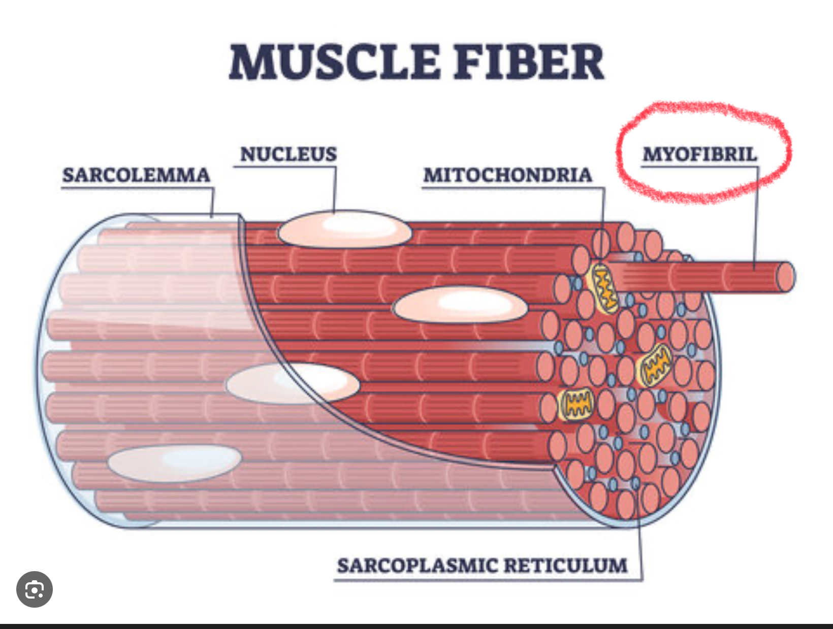 <p>Contractile fiber in striated muscle cells</p>