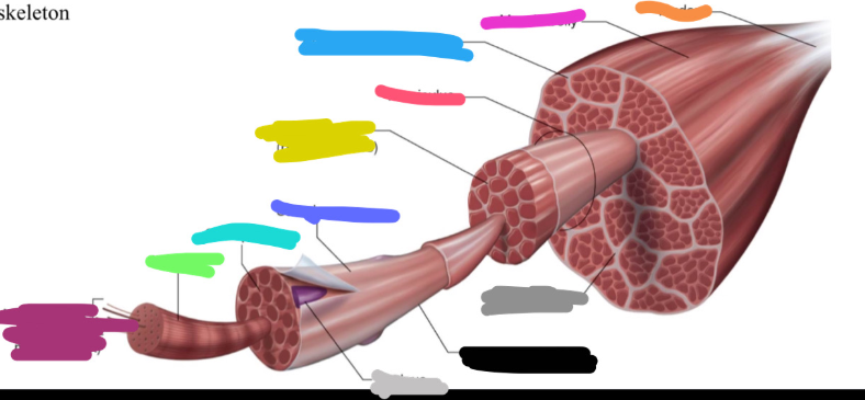 <p>What is the yucky yellow mark labeled on the skeletal muscle called? Is it a <strong>covering or bundles?</strong></p>