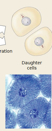 <p>Which mitosis stage is occurring</p>