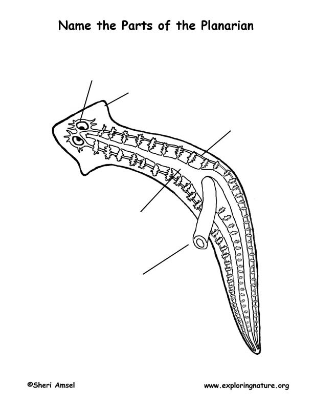 <p>Platy functions and label </p>