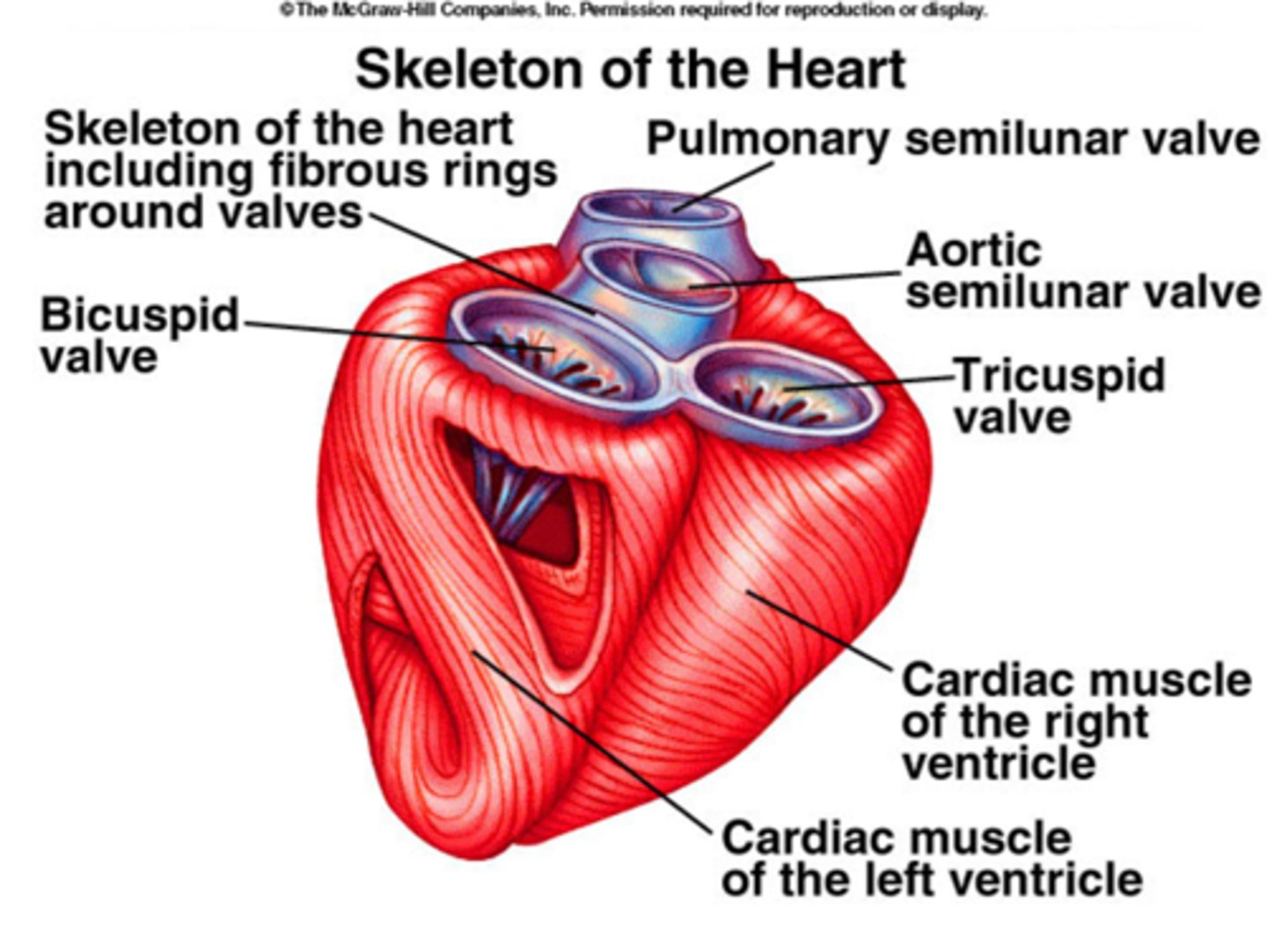 <p>Tissue around the atria and ventricles that is important for insulation between the atria and ventricles</p>