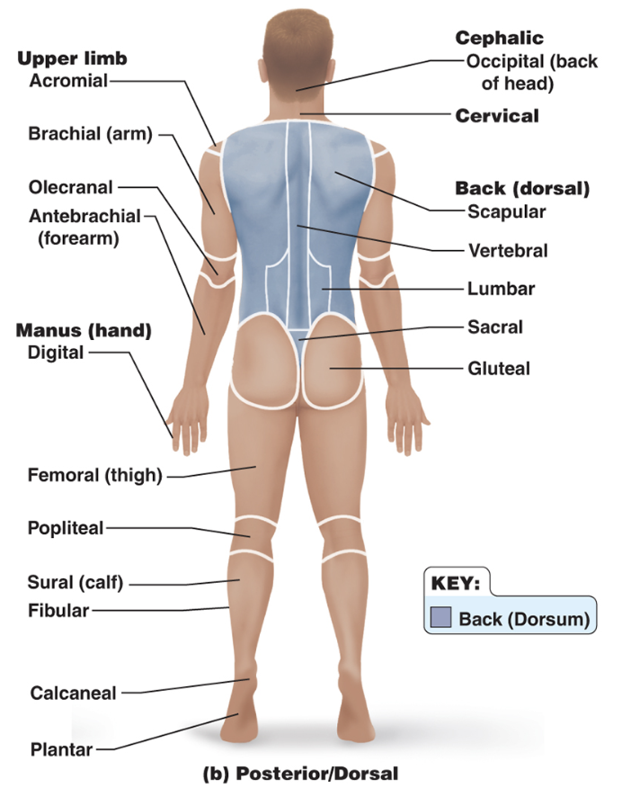 <p>label anatomical regions</p>