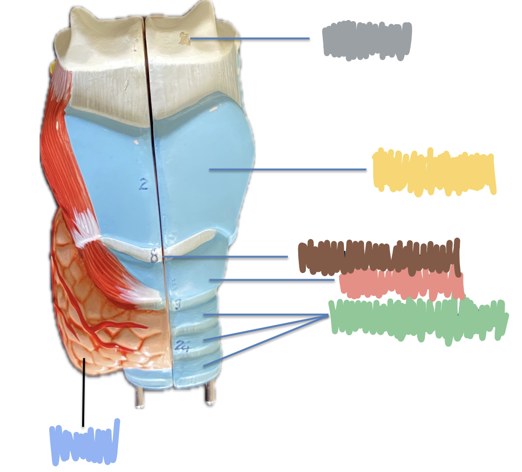 <p>What is indicated by the Blue?</p>