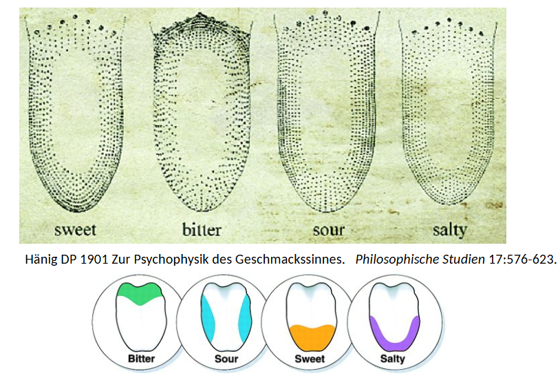 <p>combination of 5 basic tastes: sweet, sour, salty, bitter, umami</p><p>taste receptor cells are non-neural epithelial cells that release signal onto primary afferent neuron and frequently come into contact with noxious chemicals</p><p>the map of regions of tongue for different tastes is a myth</p>