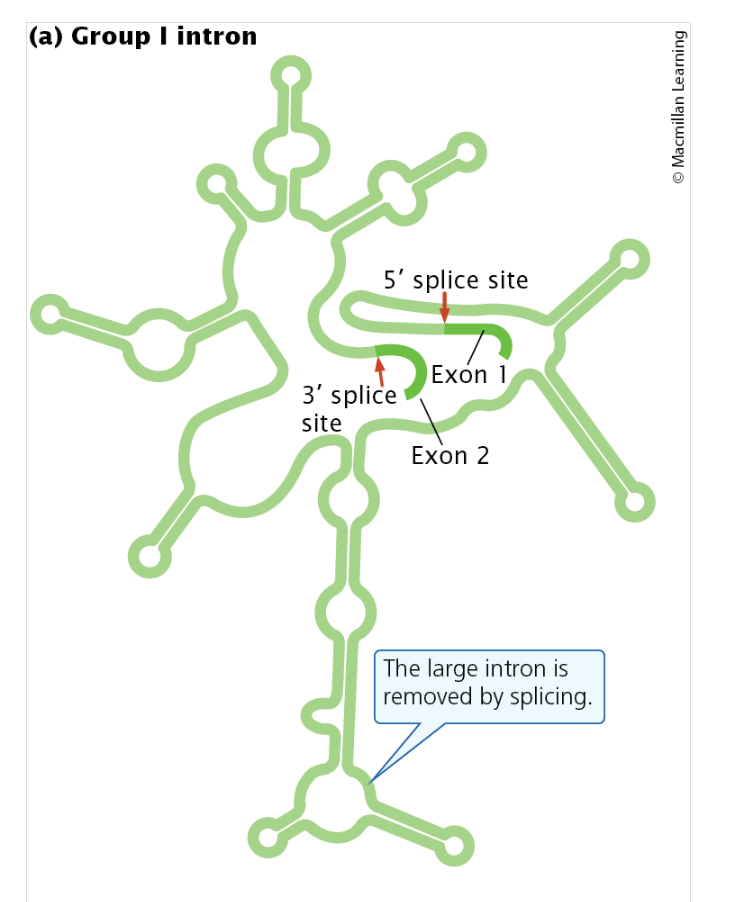 <ul><li><p>Group I introns are found in a variety of genes, including some rRNA genes in protists, some mitochondrial genes in fungi, and even some bacterial and bacteriophage genes. </p></li><li><p>Although the lengths of group I introns vary, all of them fold into a common secondary structure with nine hairpins (stem-loop structures), which are necessary for splicing.</p></li></ul><p></p>
