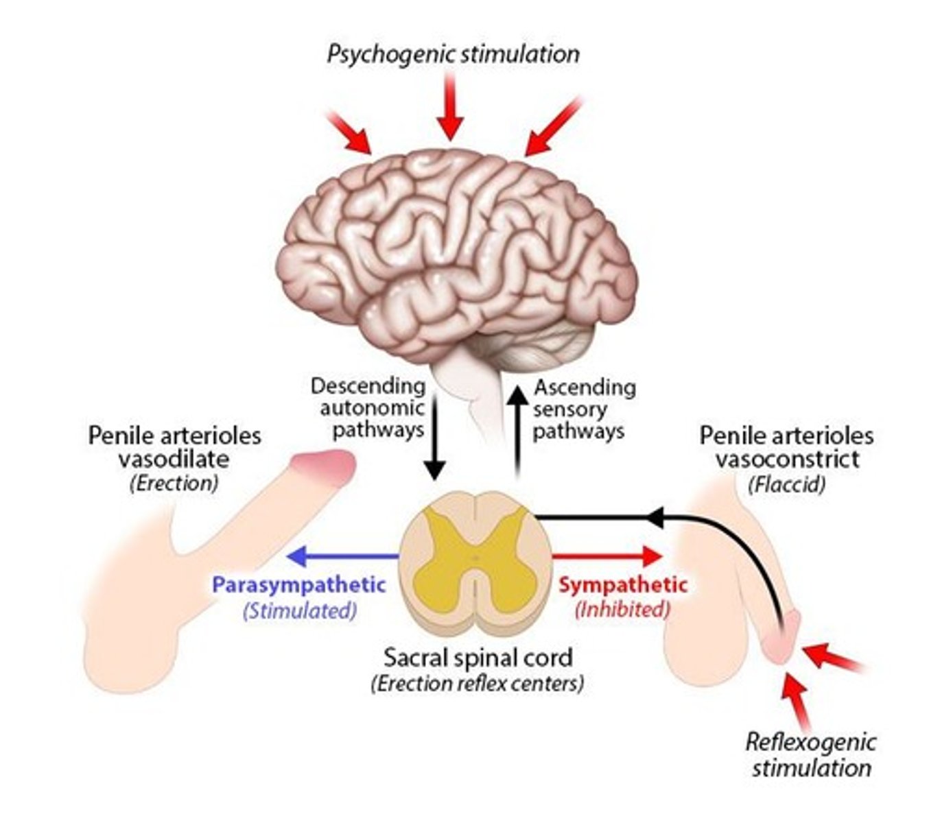 <p>Urethra widens, scrotum skin thickens, cremaster muscle elevates testes, increased heart rate, blood pressure, breathing rate, erect nipples, and sex flush.</p>