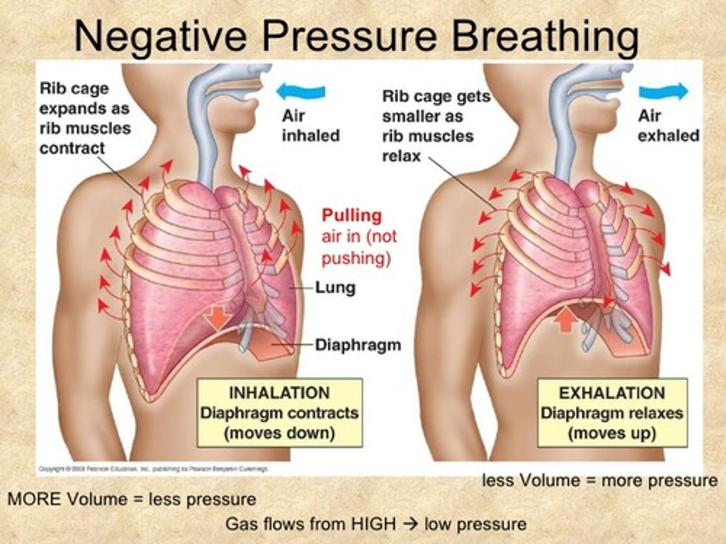 <p>A breathing system in which air is pulled into the lungs when the lung volume is expanded.</p>