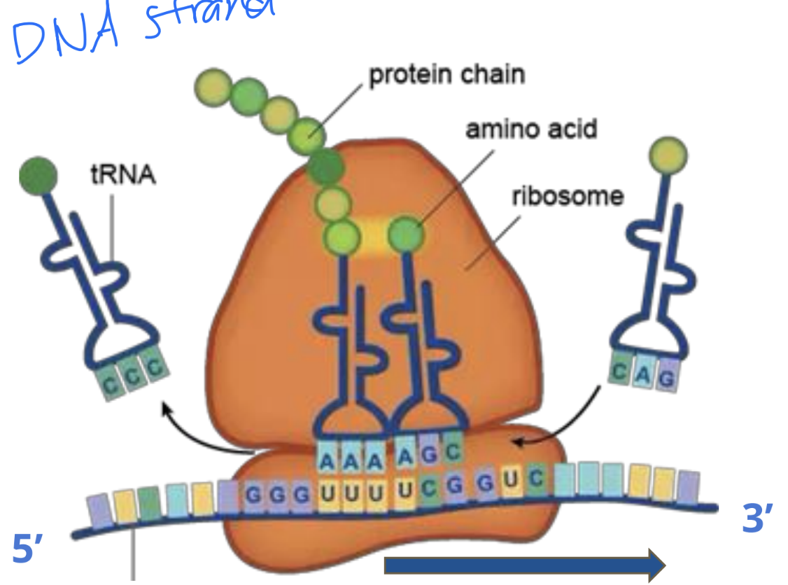 <p>Ribosomes move 5’ to 3’ along the mRNA</p>