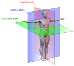 <p>Planes dividing the body to describe locations: sagittal, coronal, and transverse.</p>