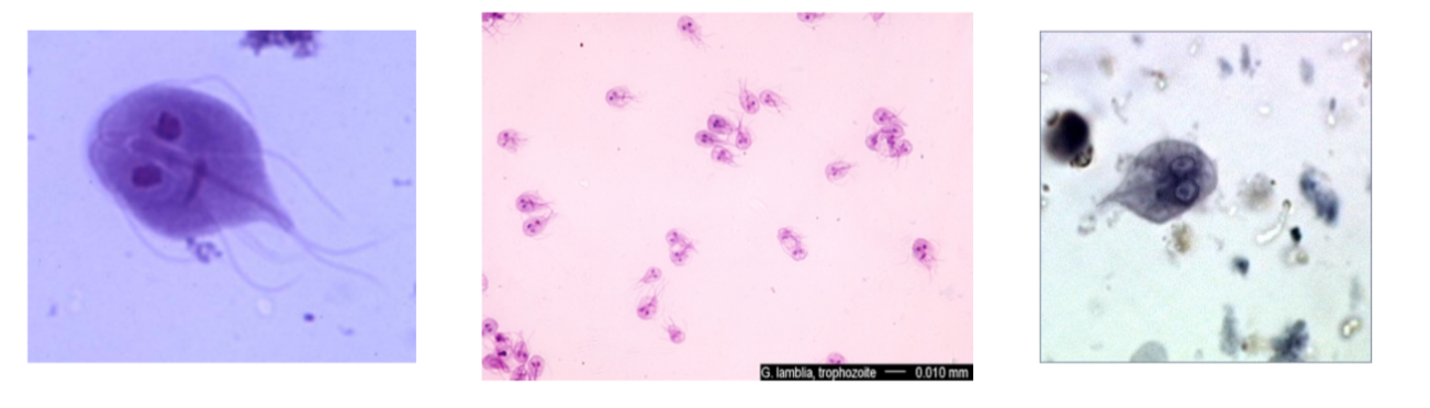 <p>What is the name of this organism?</p>