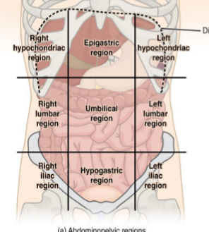 <p>Divide abdomen into 9 regions</p><p>PROF says to just remember 9 regions and 4 quadrants… not the names</p>