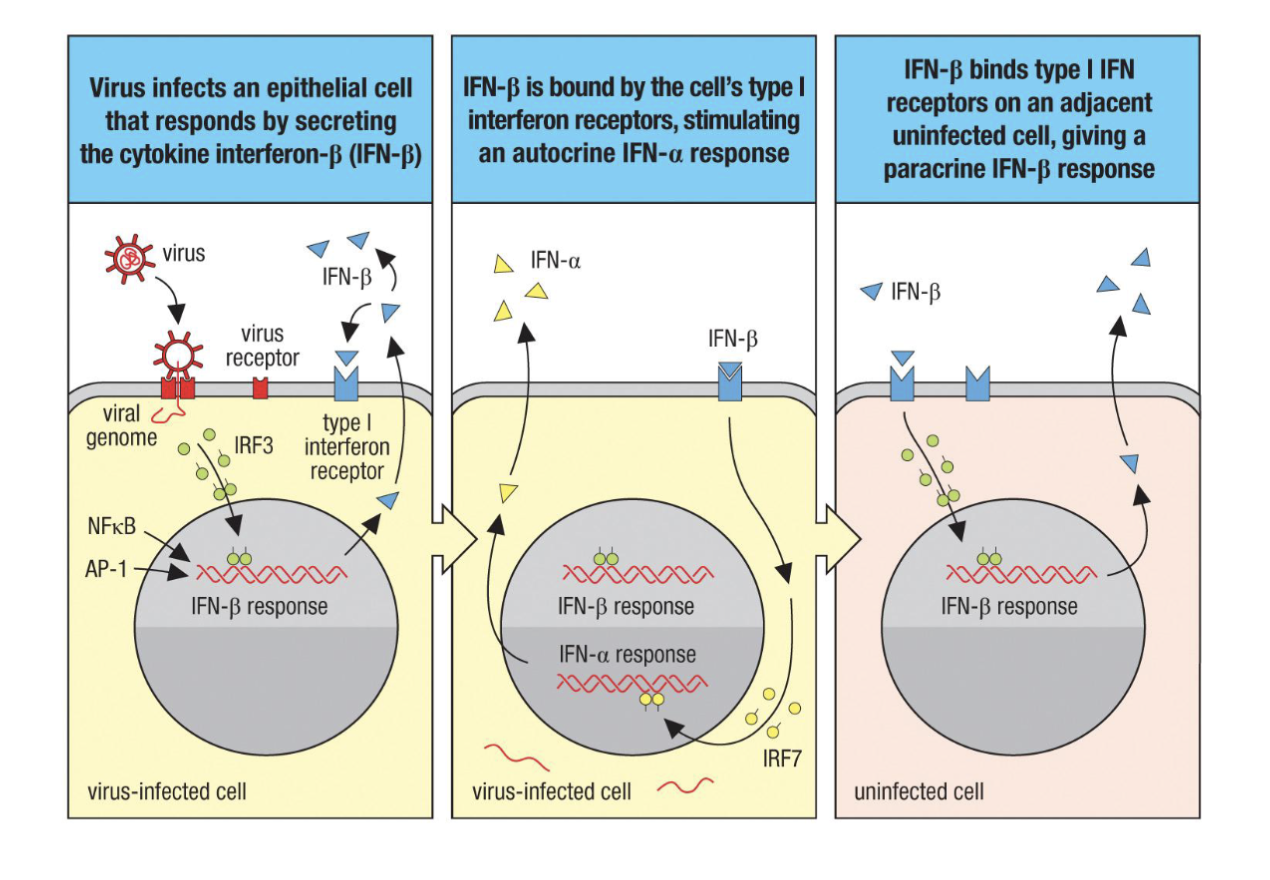 <ol><li><p>Virus infects an epithelial cell that responds by secreting the cytokine interferon-β (IFN-β ).</p></li><li><p>IFN-β is bound by the cell’s type I interferon receptors stimulating an autocrine IFN-⍺ response</p></li><li><p>IFN-β bind type I IFN receptor on an adjacent uninfected cell giving a paracrine IFN-β response.</p></li></ol><p></p>