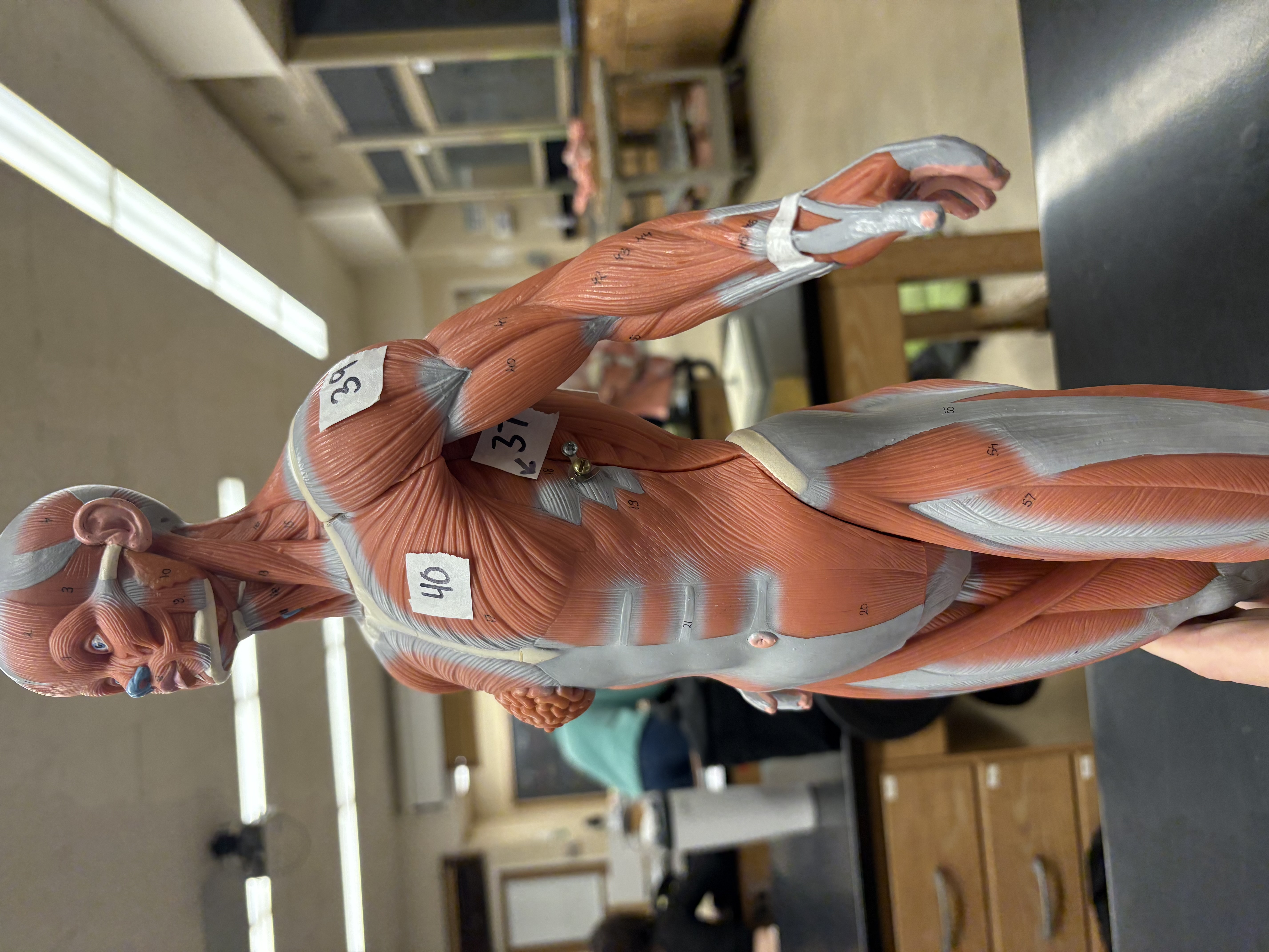 <p>arm abduction at shoulder, assits arm flexion and extendsion 39</p>