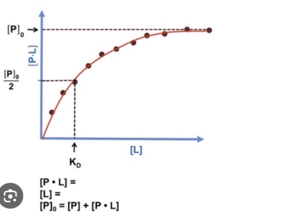 <p>Steiler Anstieg bei niedriger L </p><p>Halbsättigung bei KD 1/ K a = 10^-6 M</p><p>Hohe Affinität = frühe Sättigung </p>