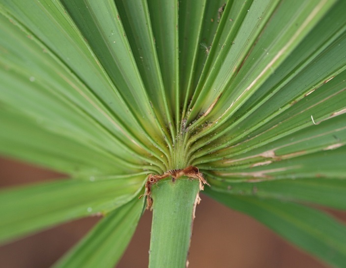 <p>Saw Palmetto </p>
