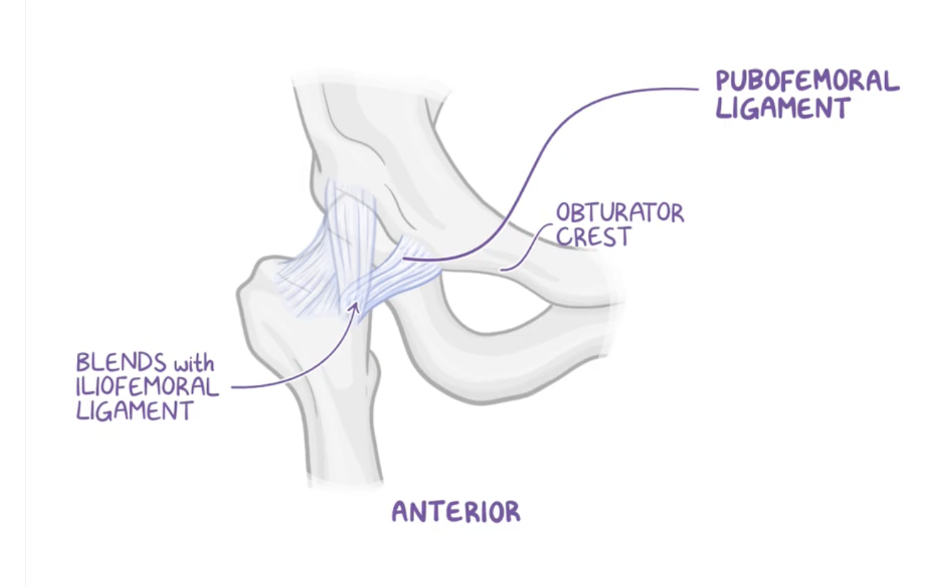 <p>Origin: pectineal crest and pectineal pubis<br> Insertion: intertrochanteric line<br> </p>