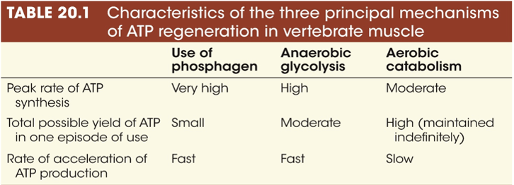 
1. myosin heavy chain isoforms: the rate of ATP hydrolysis varies (SO = slow)
2. sequestration of Ca2+ by Ca2+ ATPAse: Ca2+ needs to be pumped back into SR

speed of contraction: FG > FOG > SO

different muscle types
